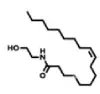 L'oleoyléthanolamide (OEA)